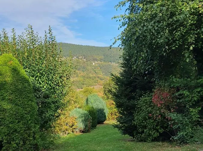 Le Chant Du Loriot *